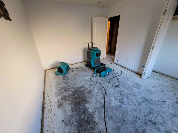 Best Mold removal after water damage  in Harrisonville, MO